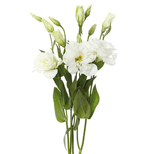 Lisian White Super Select