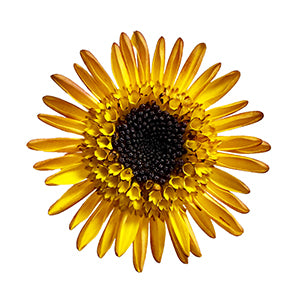 sPNSUND.jpg