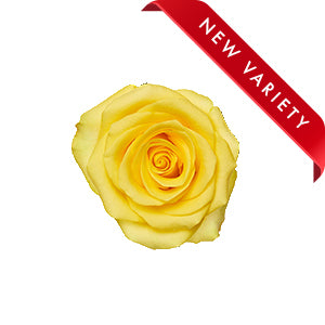Rose Cancun 60cm