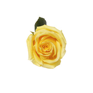 Rose Hummer 50cm