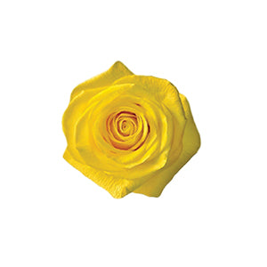 Rose Rise & Shine 50cm
