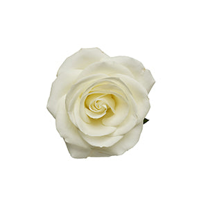 Rose Tibet 50cm