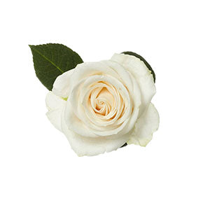 Rose Vendela 60cm