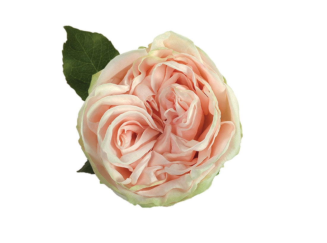 Garden Rose Garden Spirit 50cm