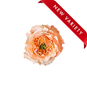 Garden Rose Melon X-Pression 50cm