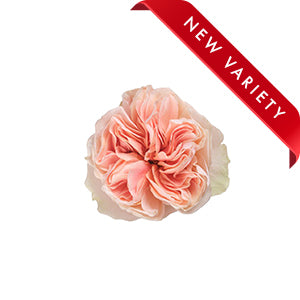 Garden Rose Tip Top 50cm