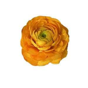 Ranunculus Cloni Lambada Select