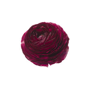 Ranunculus Purple Select