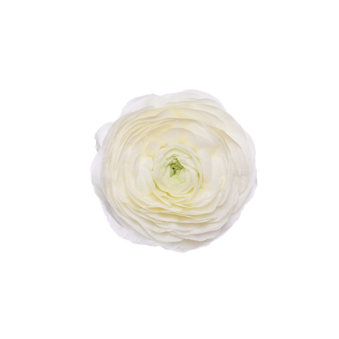 Ranunculus White Select
