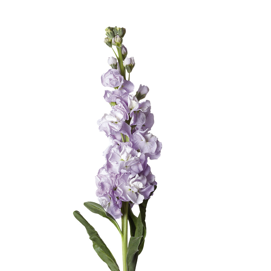 Stock Lavender