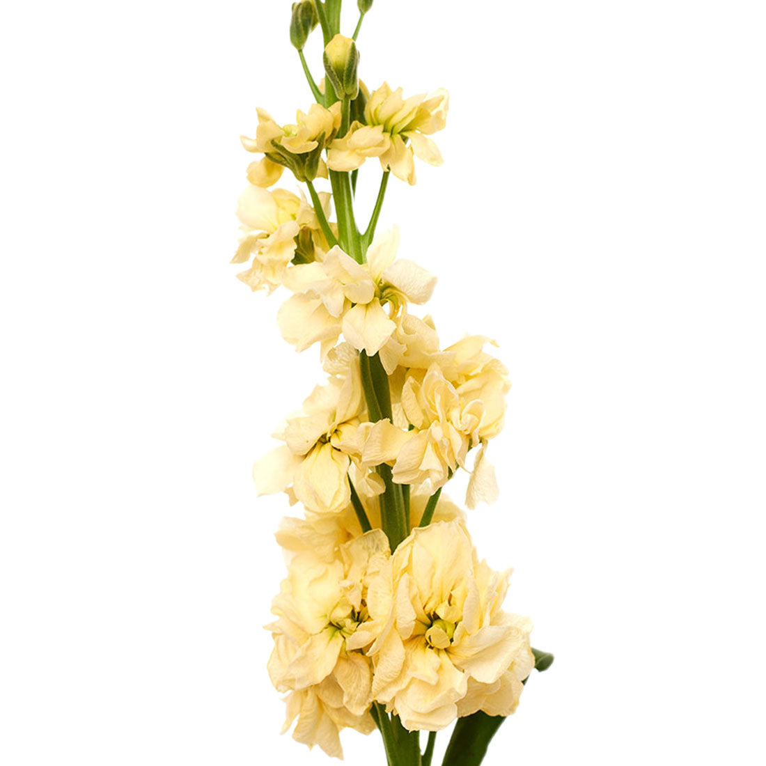 Stock Yellow