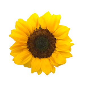 Sunflower Yellow Large