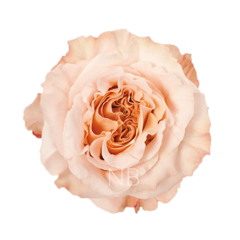 SHIMMER CORAL ROSE 70 CM
