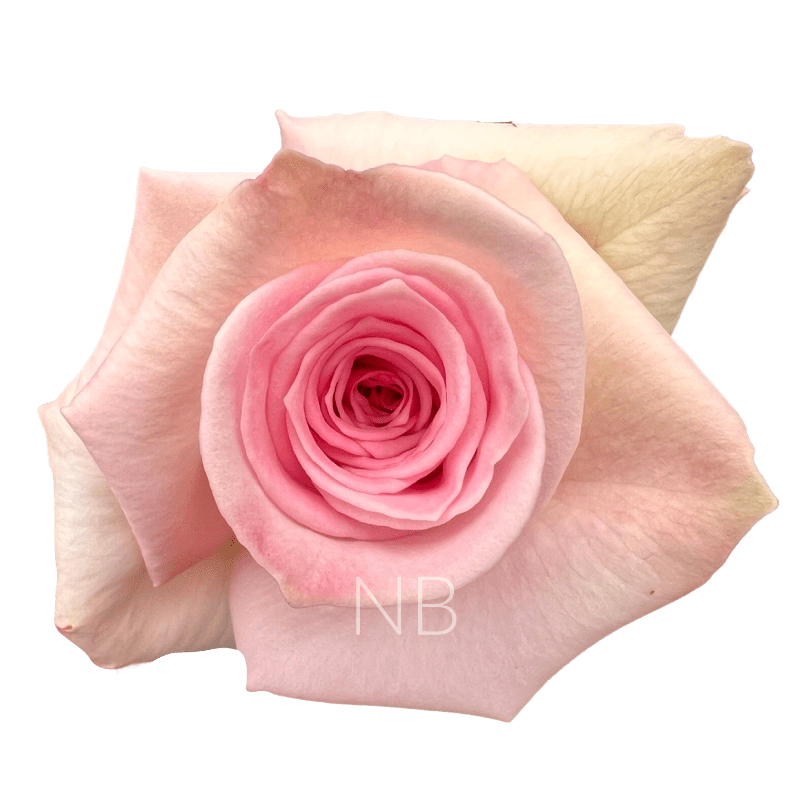 SOPHIE LIGHT PINK ROSE 70 CM