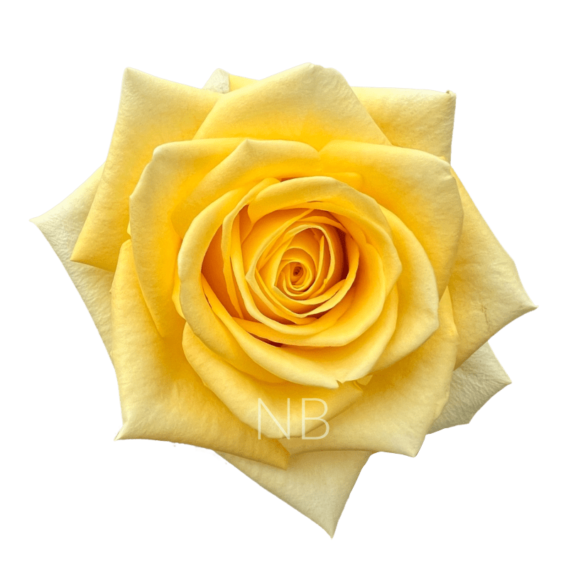 STARDUST YELLOW ROSE 70 CM