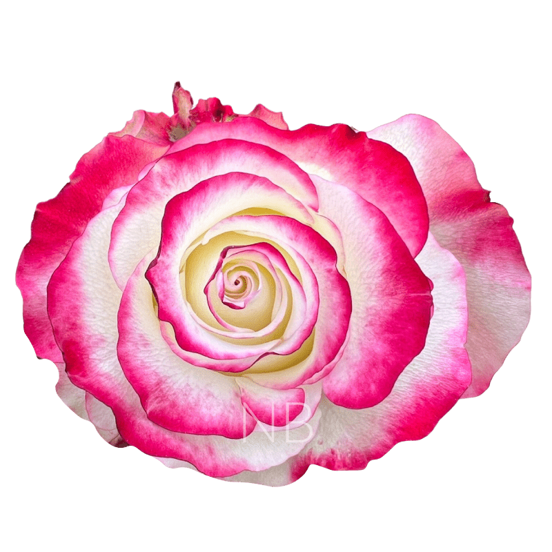 SWEETNESS BICOLOR W/R ROSE 60 CM