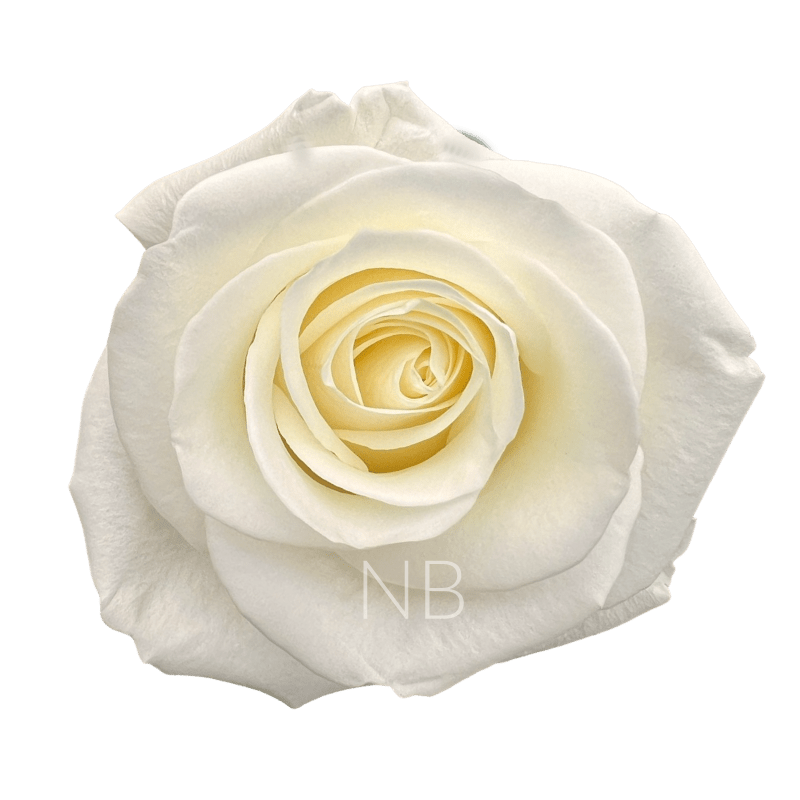 TIBET WHITE ROSE 40 CM