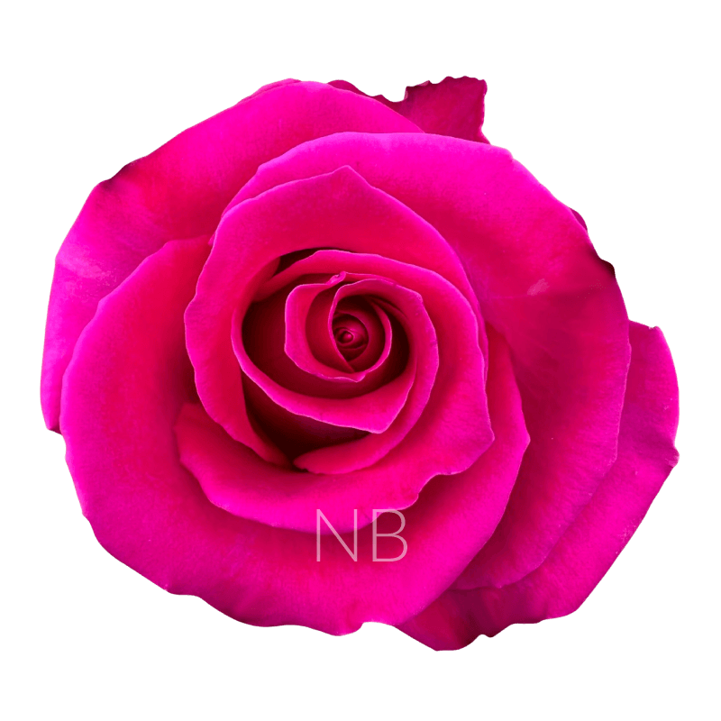 TOPAZ HOT PINK ROSE 70 CM