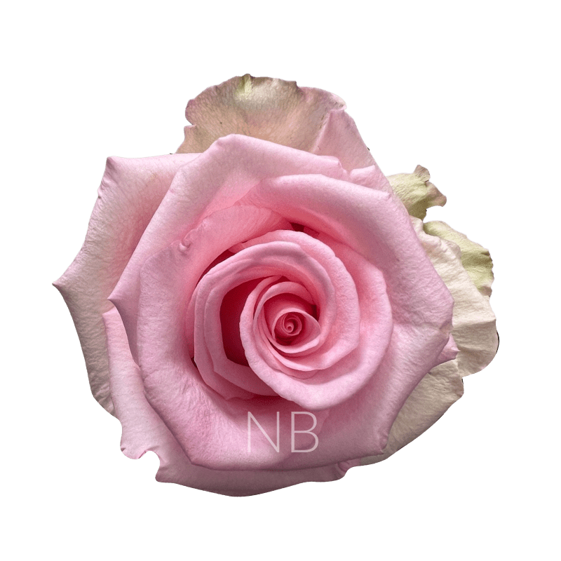 UNFORGIVEN LIGHT PINK ROSE 70 CM