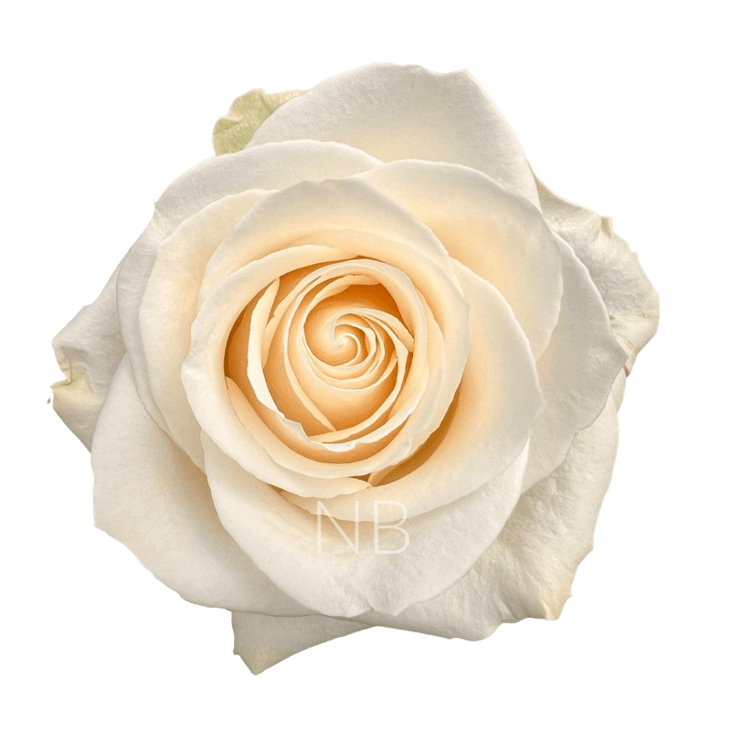 VENDELA WHITE ROSE 50 CM