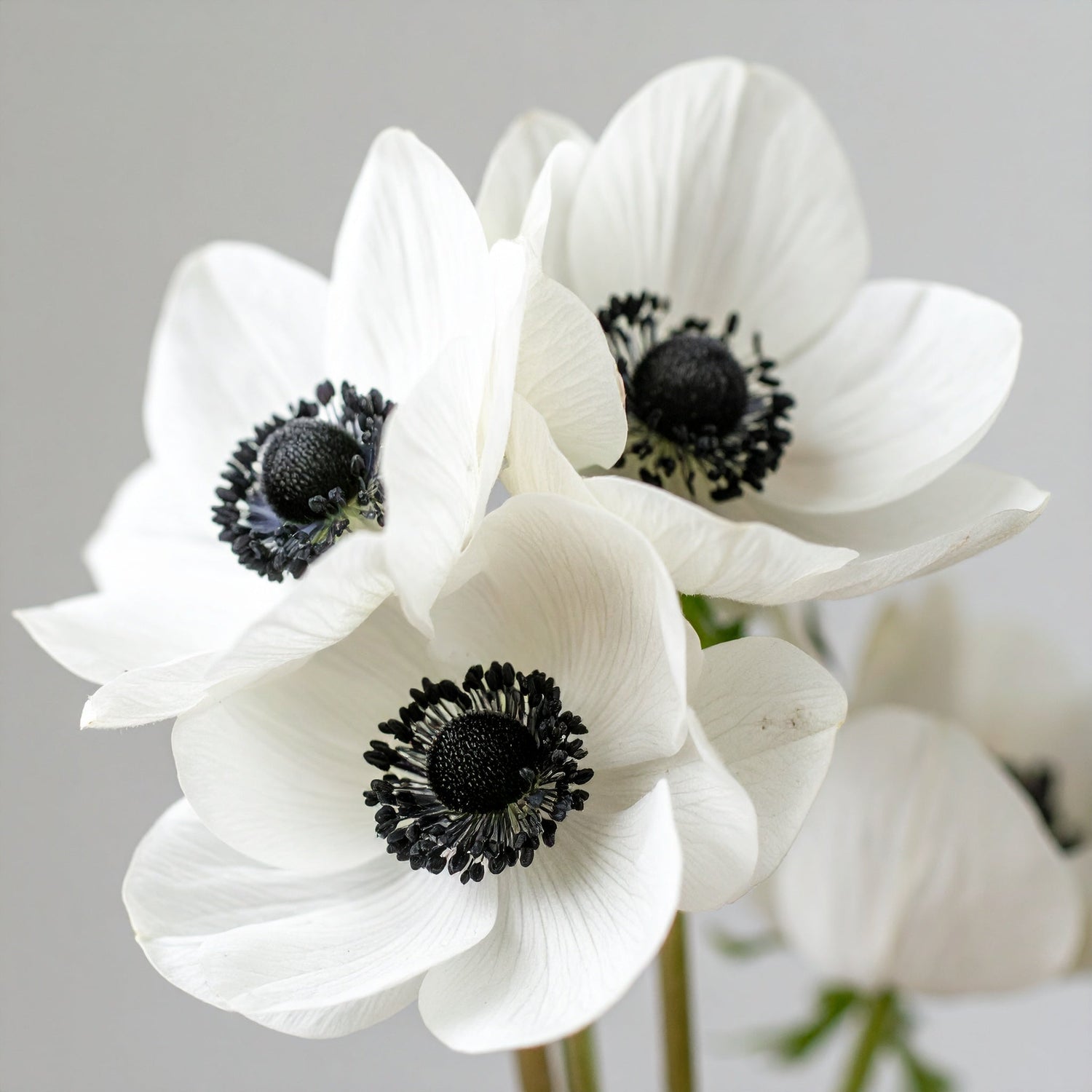 Anemone