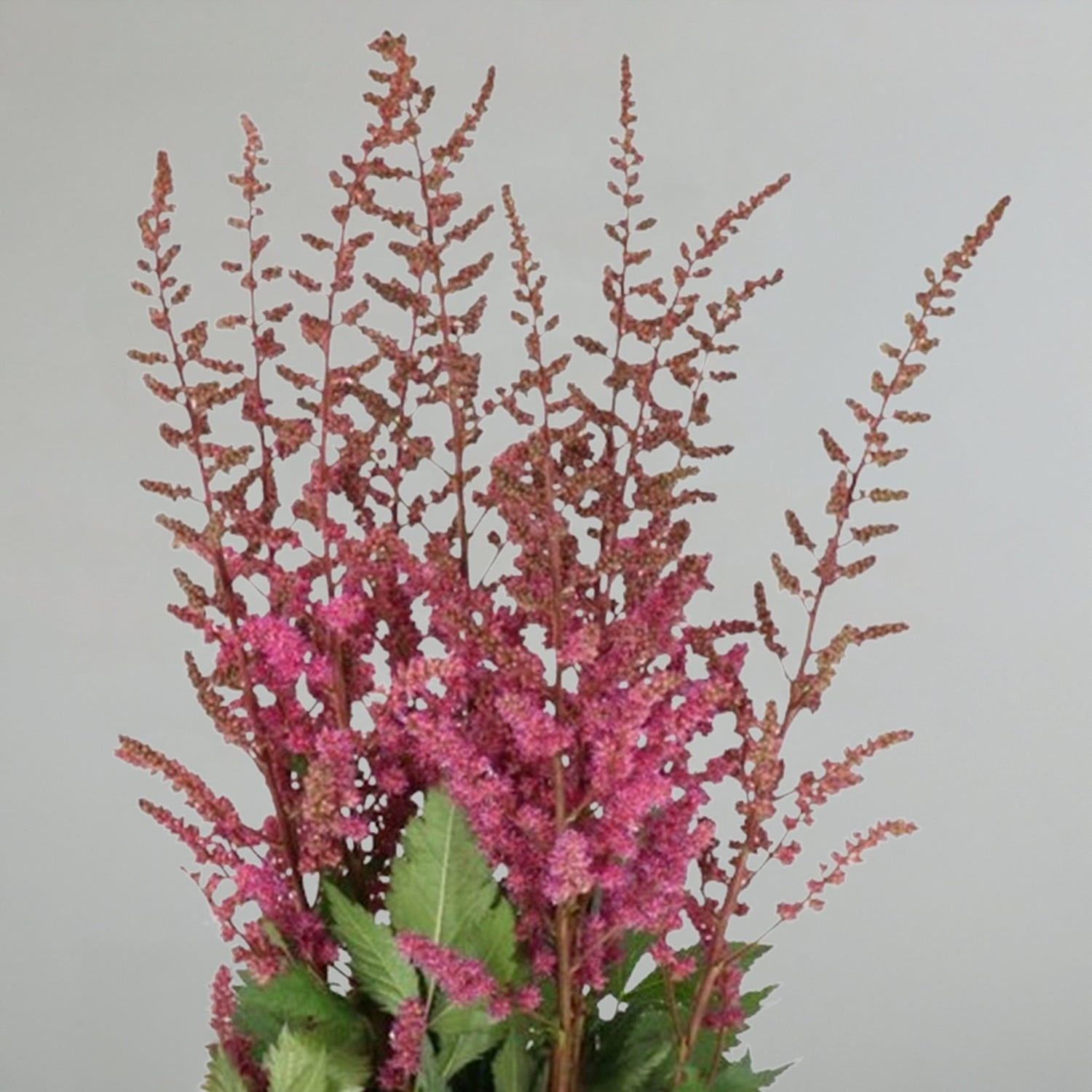 Astilbe