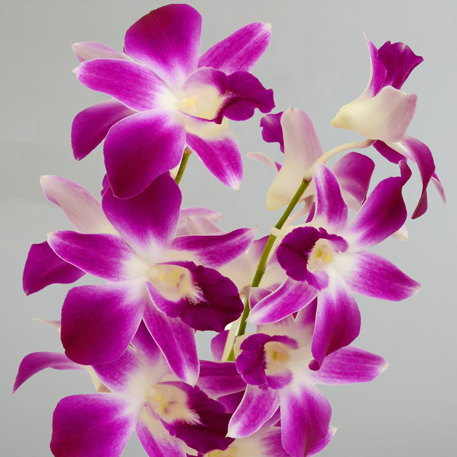 Orchids-Dendrobium