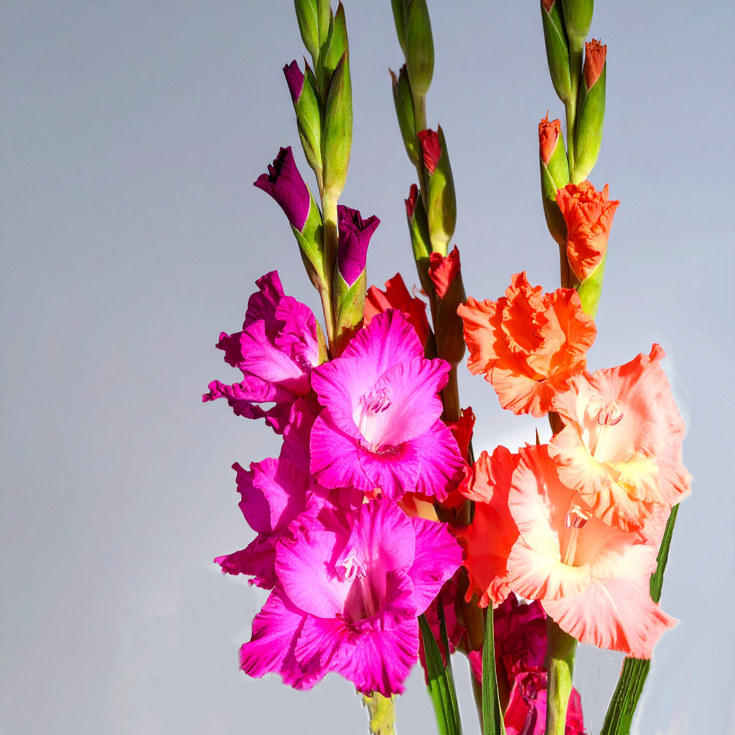 Gladioli