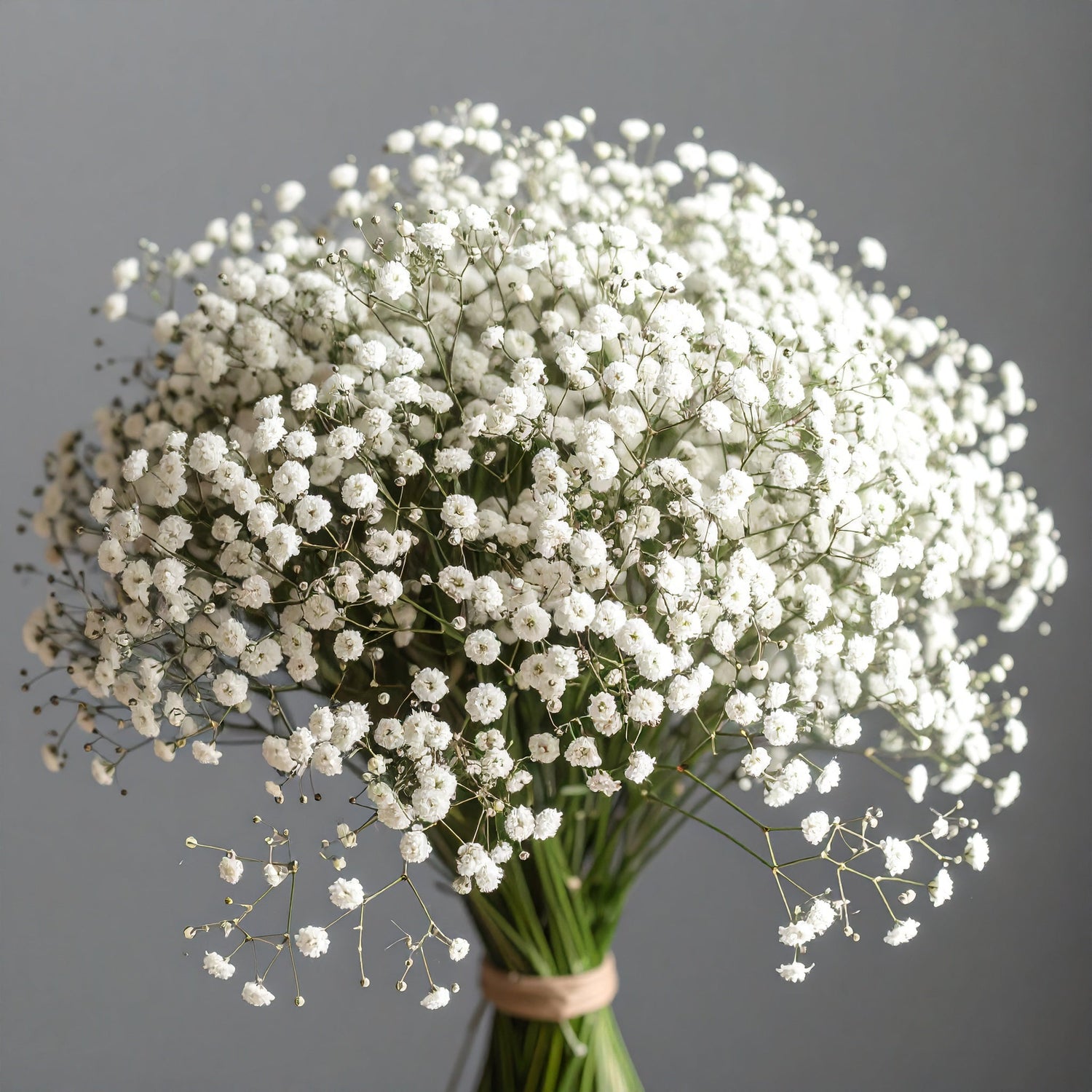 Gypsophila
