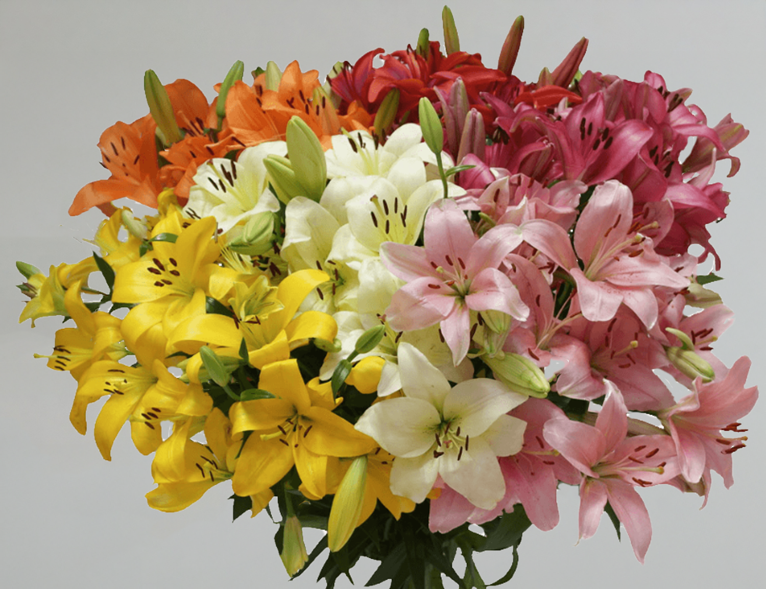 Lilies-Asiatic-LA Bunches