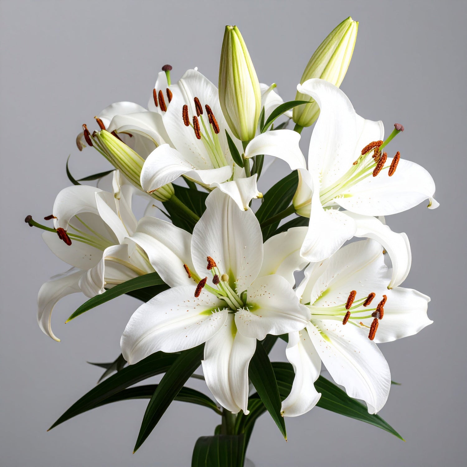 Lilies - Oriental Stems
