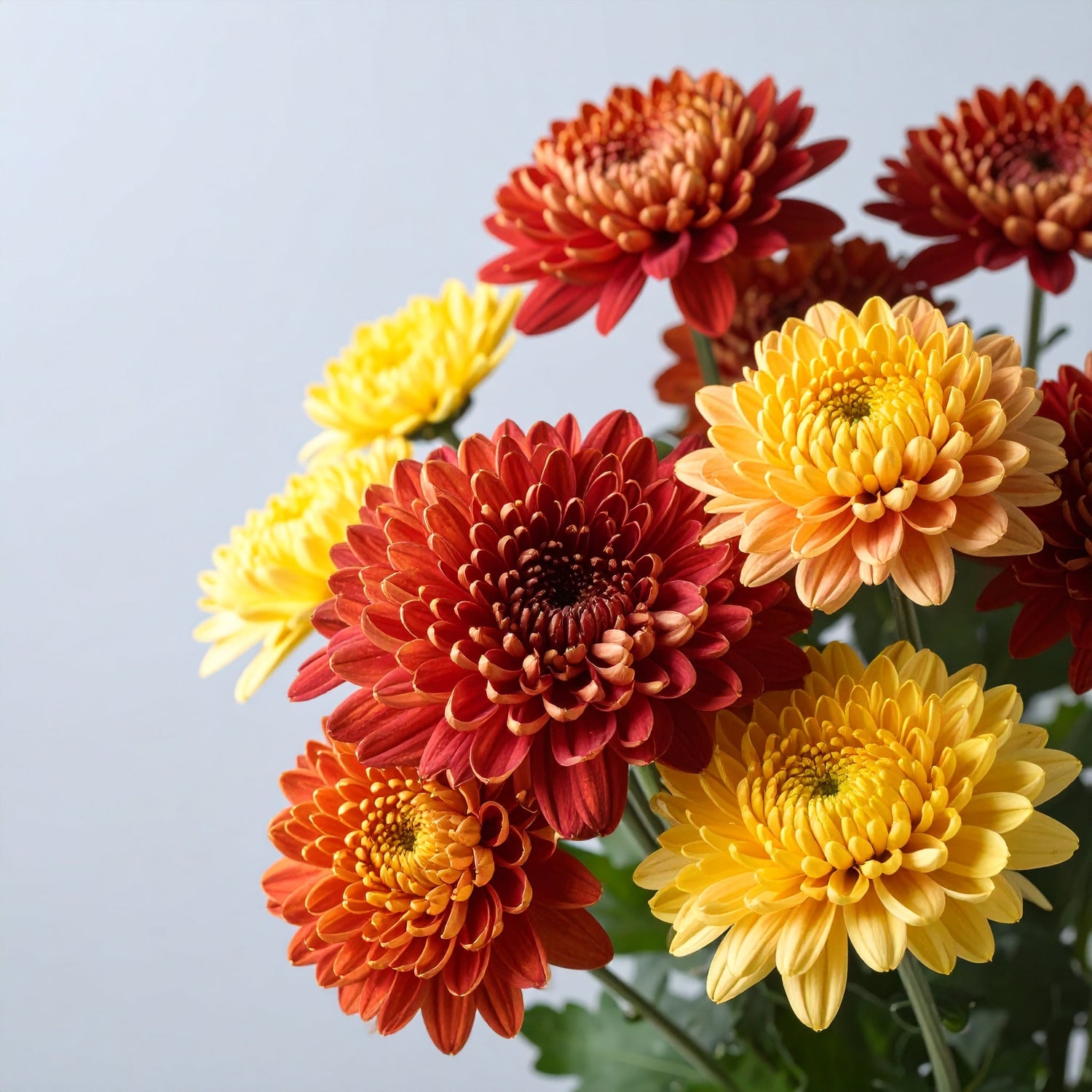 Mums | Disbuds | Spiders