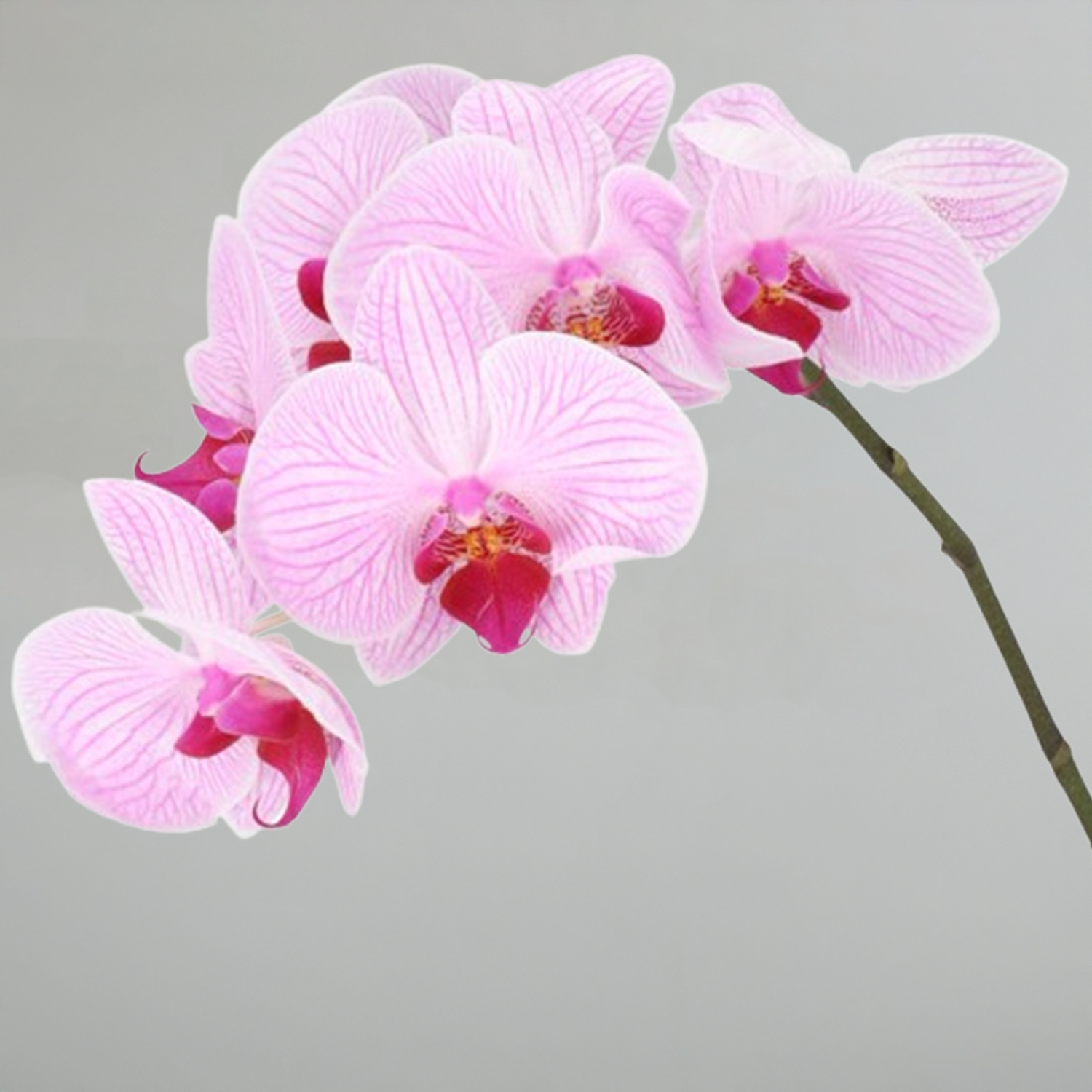 Phalaenopsis Orchids