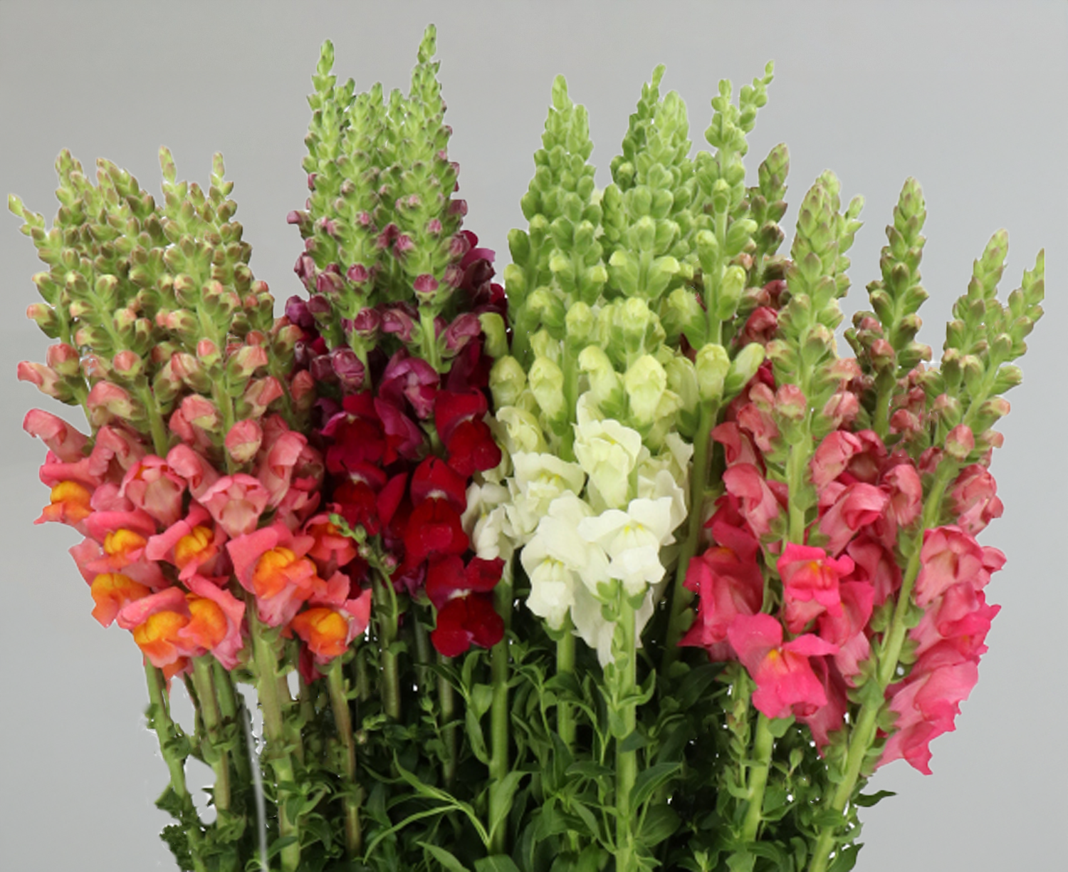 Snapdragons