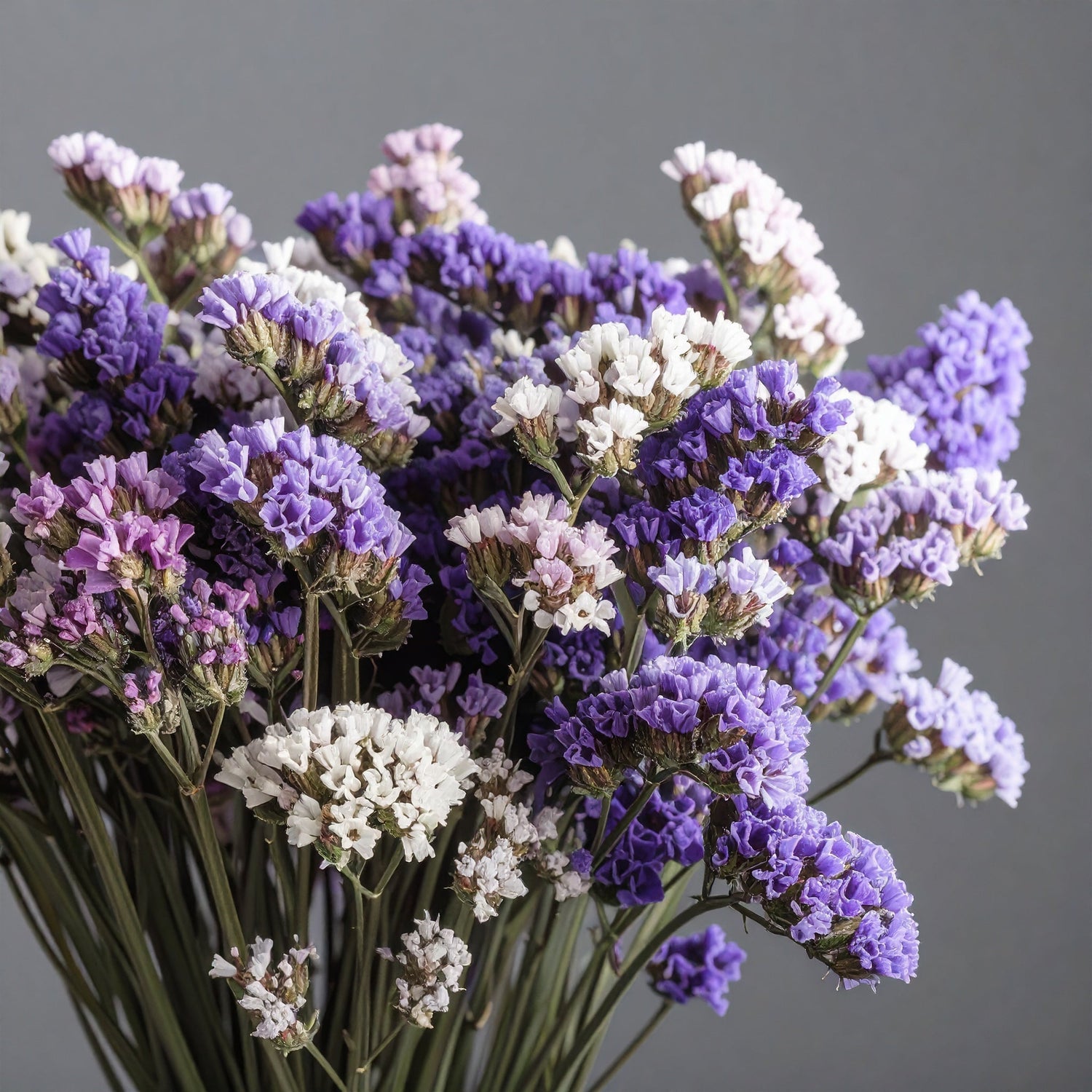 Statice-Limonium