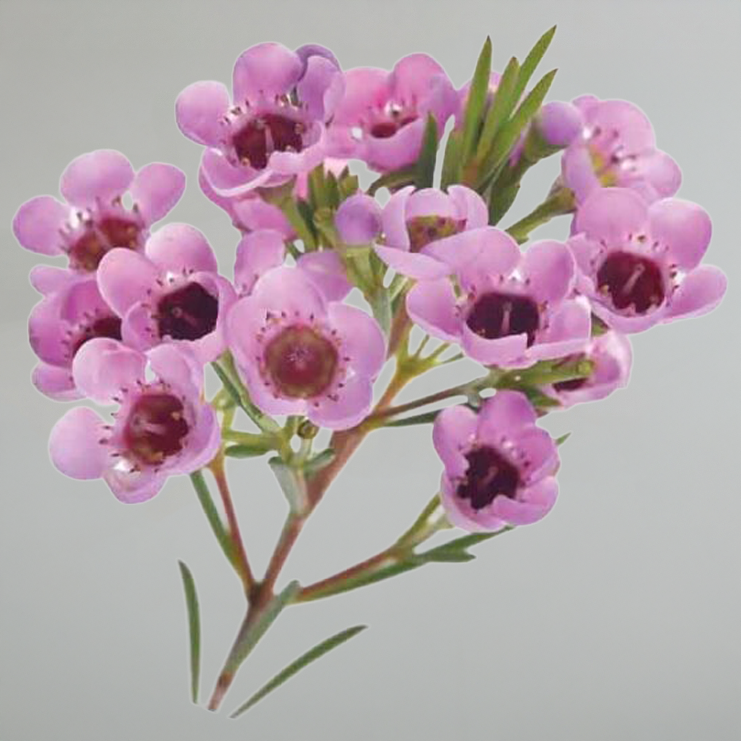 Waxflower-Calcynia