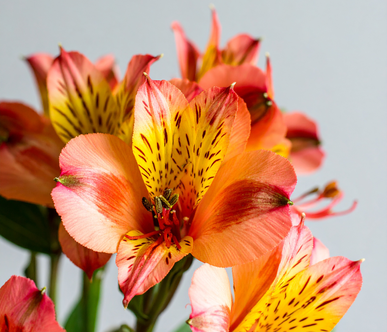 Alstroemeria