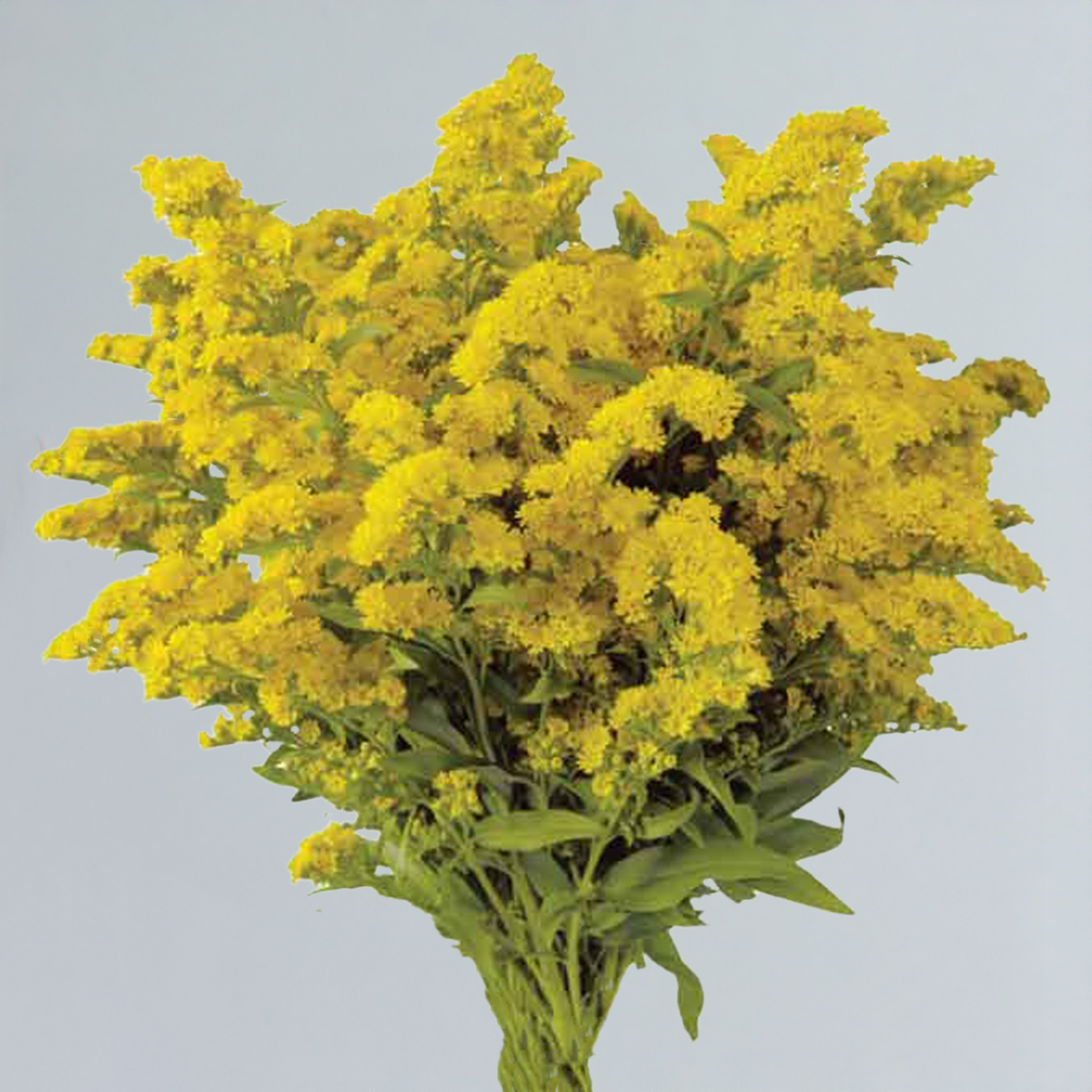 Asters-Solidago