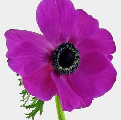 Anemone Mistral Hot Pink 35 Cm