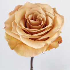 Garden Rose Combo Bronze 40 Cm