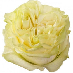 Garden Rose Moonstone Cream 60 Cm