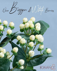 Hypericum Cool Romance White 60 Cm