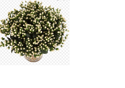 Hypericum Coco Uno White 60 Cm