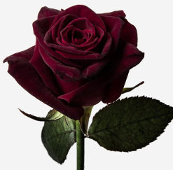 compare product Red Roses Black Baccara Red 60 Cm
