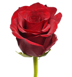 compare product Red Roses Explorer Red 60 Cm