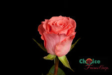 compare product Color Roses Amsterdam Coral 60 Cm