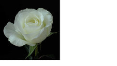 Color Roses Akito White 60 Cm