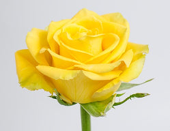 compare product Color Roses Bikini Yellow 50 Cm
