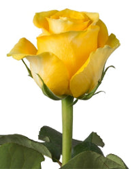 compare product Color Roses Brighton Yellow 60 Cm