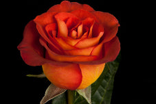 compare product Color Roses Coffee Break Brown 50 Cm